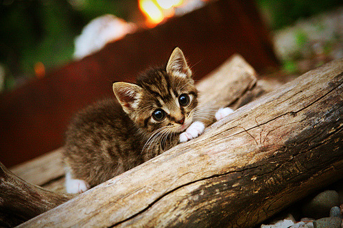 “意甲战事升温,冠军争夺愈发激烈”,意甲赛事集锦