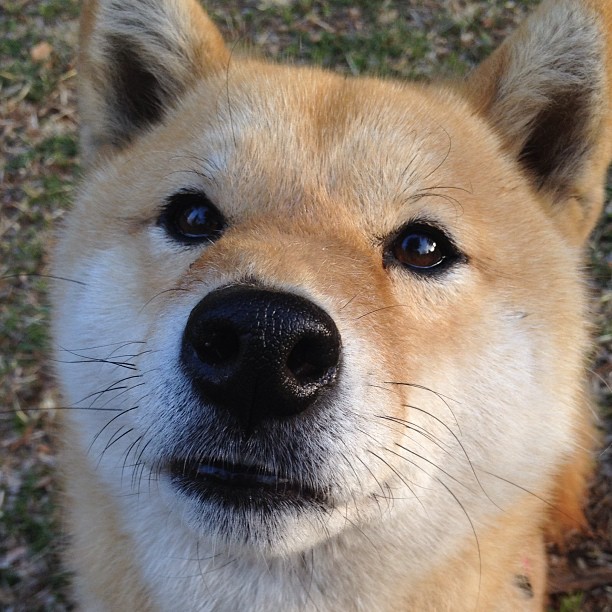 “未来中国足球运动员储备池逐步饱满，行业前景看好”，中国培养足球运动员