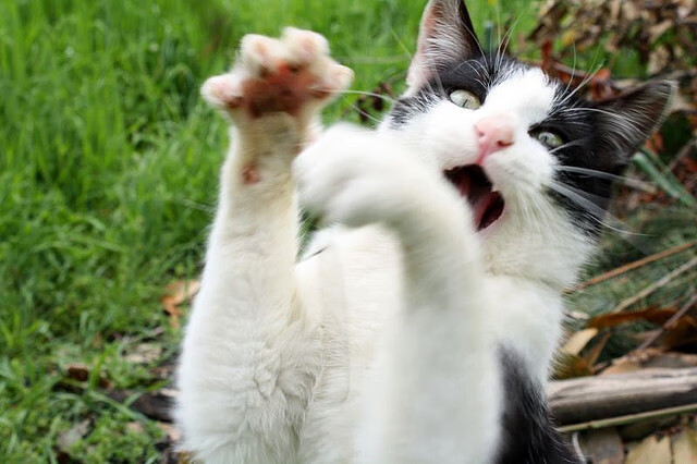 kaiyun xiazai-“法甲队伍鏖战，激烈的排名轮换”，法甲球队排行