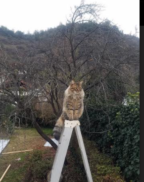 “青训营地建设提速，未来足球之星养成路径日益完善”，未来的足球之星