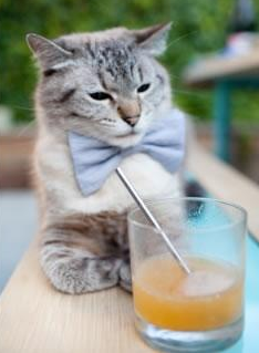 中国篮球明星加盟跨界综艺,展现多面魅力,我国篮球运动员曾先后有哪几位加盟nba