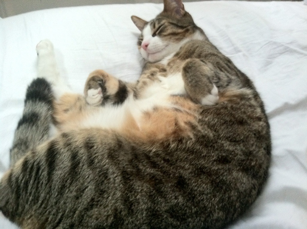 开云体育客户端-全数字化驾驶舱：未来的驾驶体验，数字驾驶舱更新3.0