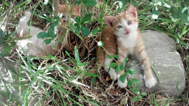河床与普拉滕塞的比赛决定圣洛伦索的半决赛对手