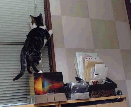 开云体育官方app-篮球文化走进校园，激发学子运动热情，良好的校园篮球文化