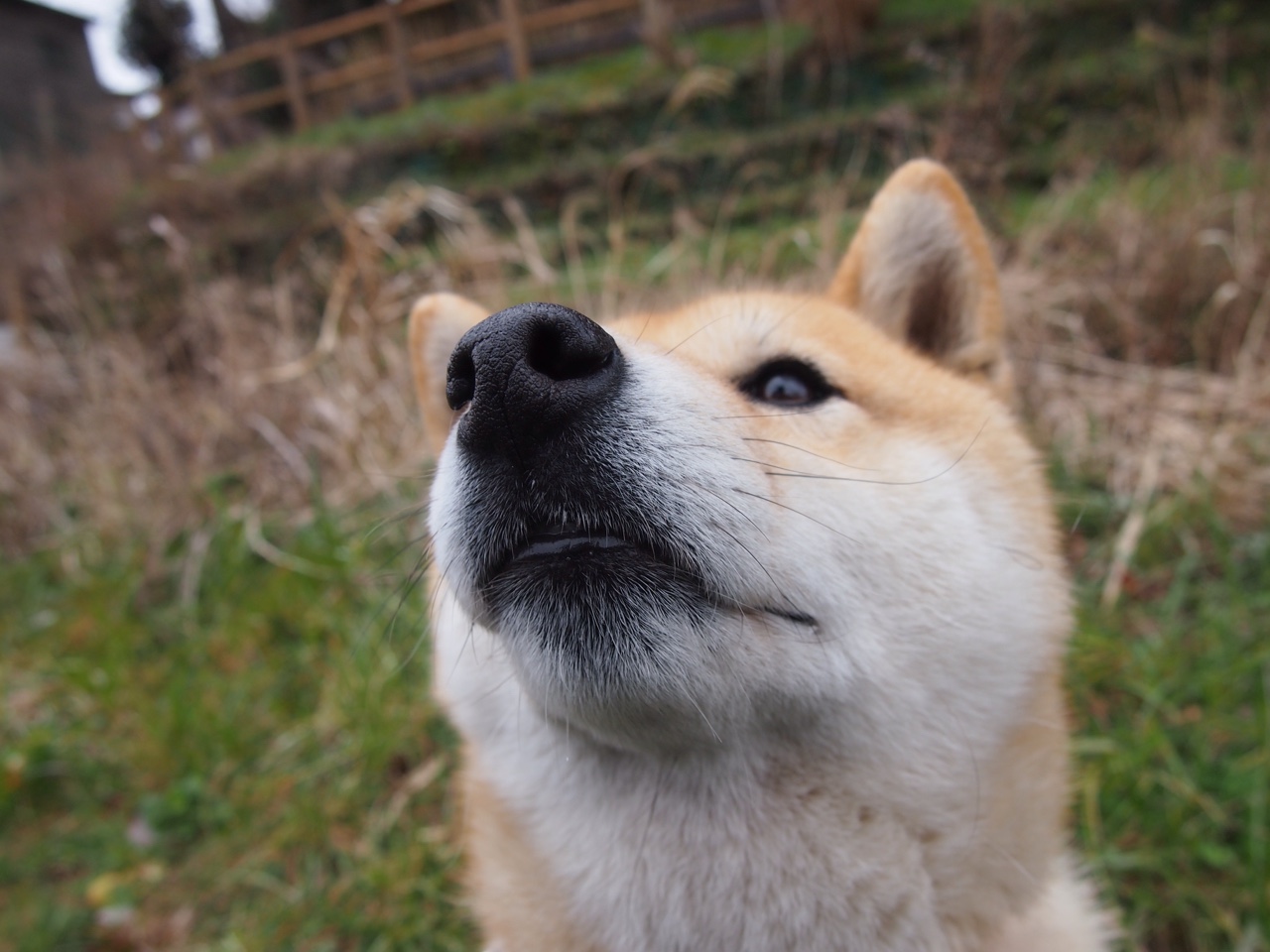 巴黎圣日耳曼再战胜，欧冠夺冠在望！，巴黎圣日耳曼再战胜,欧冠夺冠在望了吗