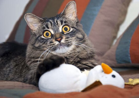 开云体育入口-开拓者队伤病恢复进展良好，开拓者队厉害吗