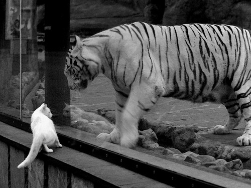 普利茅斯主场斩获胜利，迎来本赛季首胜，球队士气大增，普利茅斯superbird