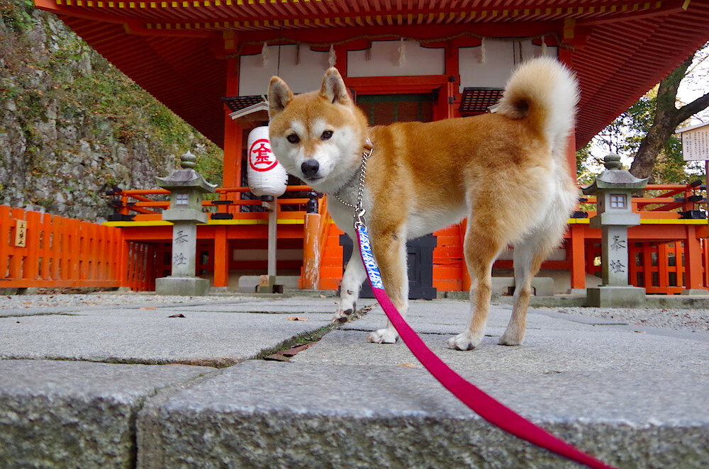 开云娱乐-荷兰客场负于土耳其，强敌堪忧态势，荷兰vs土耳其首发
