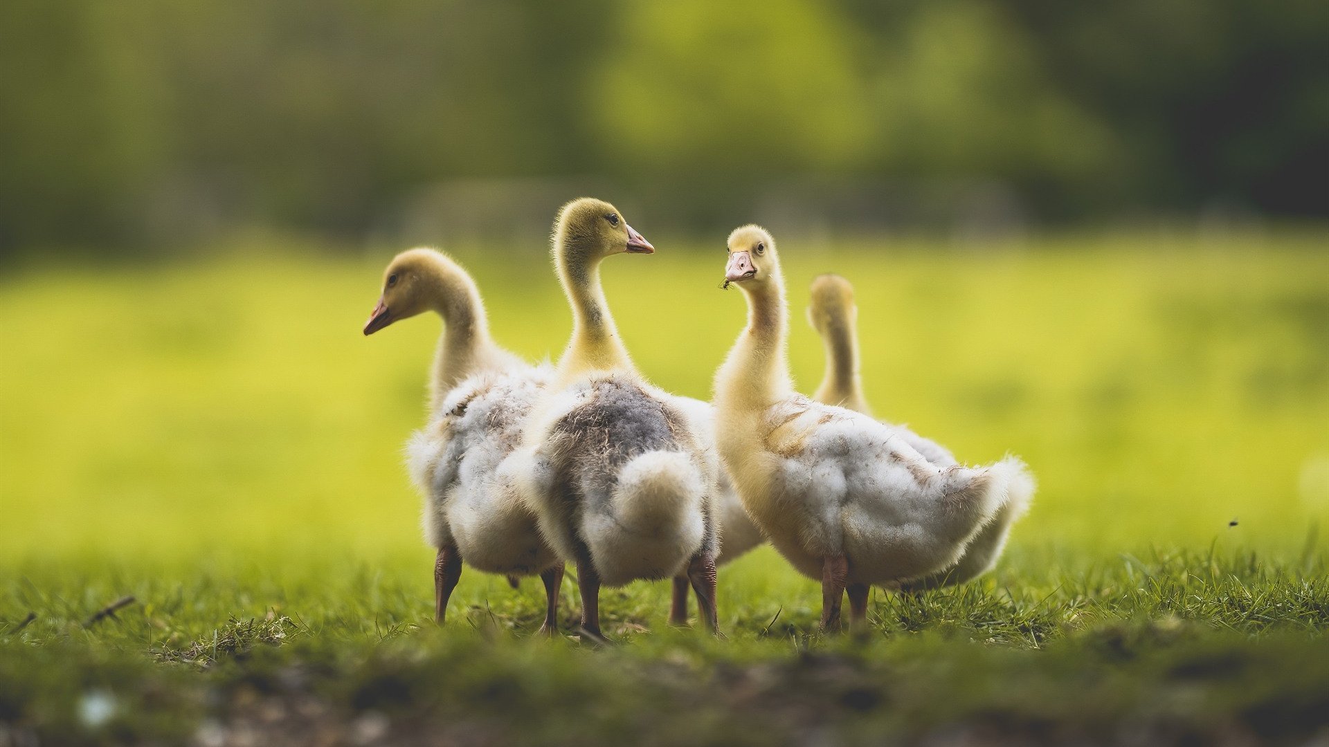 意甲青训项目引入情绪管理提升抗压能力研究，意甲青训排名