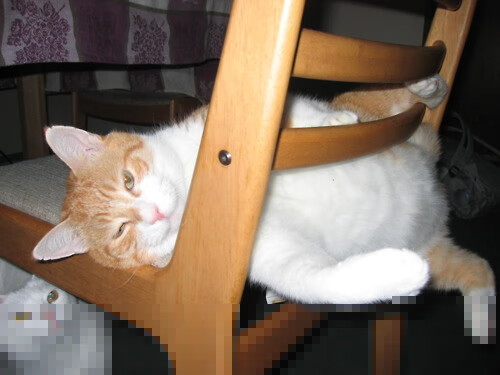 青少年体育锻炼持续性影响因素分析，青少年进行体育锻炼的必要性